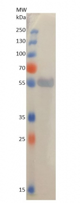 Agrisera BCIP/NBT Plus ALP Substrate in the group Detection Reagents / Chromogenic Detection at Agrisera AB (Antibodies for research) (AS19 BCIP-NBT-PLUS)
